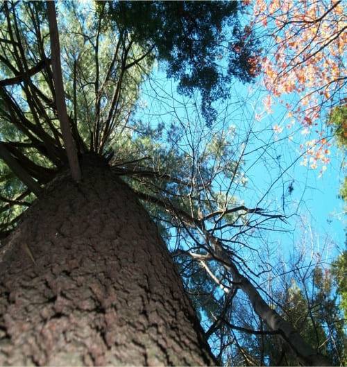 Images Gratuites : des bois, Écosystème, la nature, arbre, Forêt