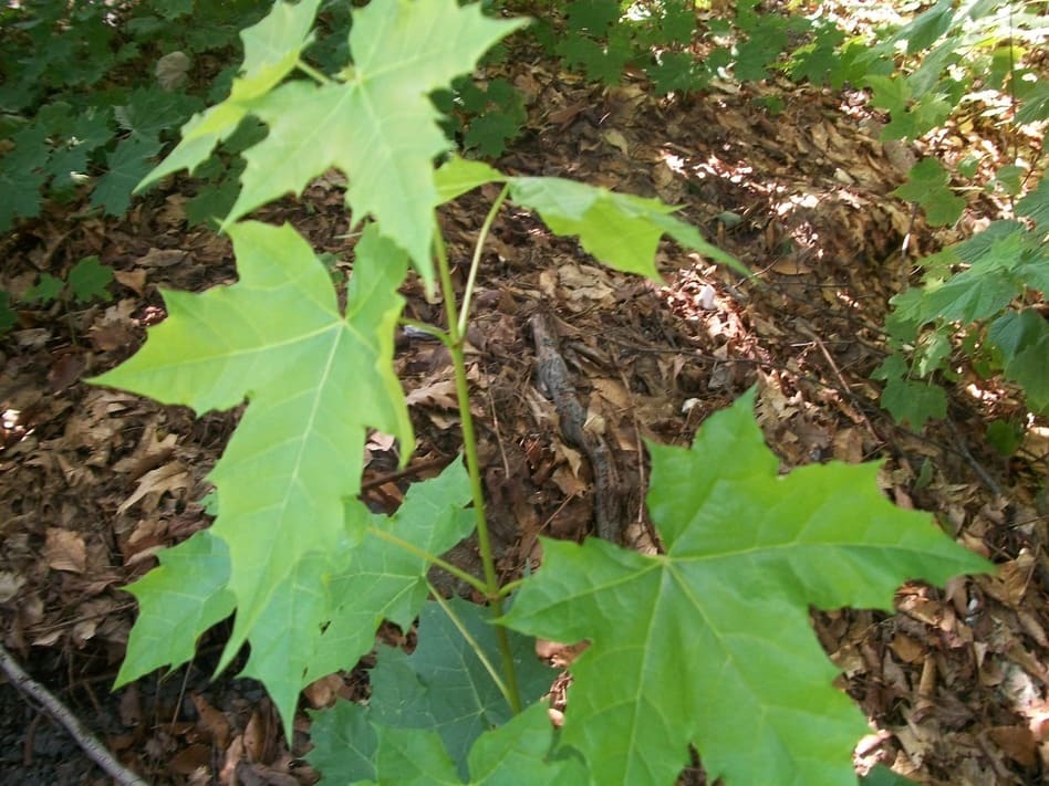 La taille de l'érable après la sortie des feuilles