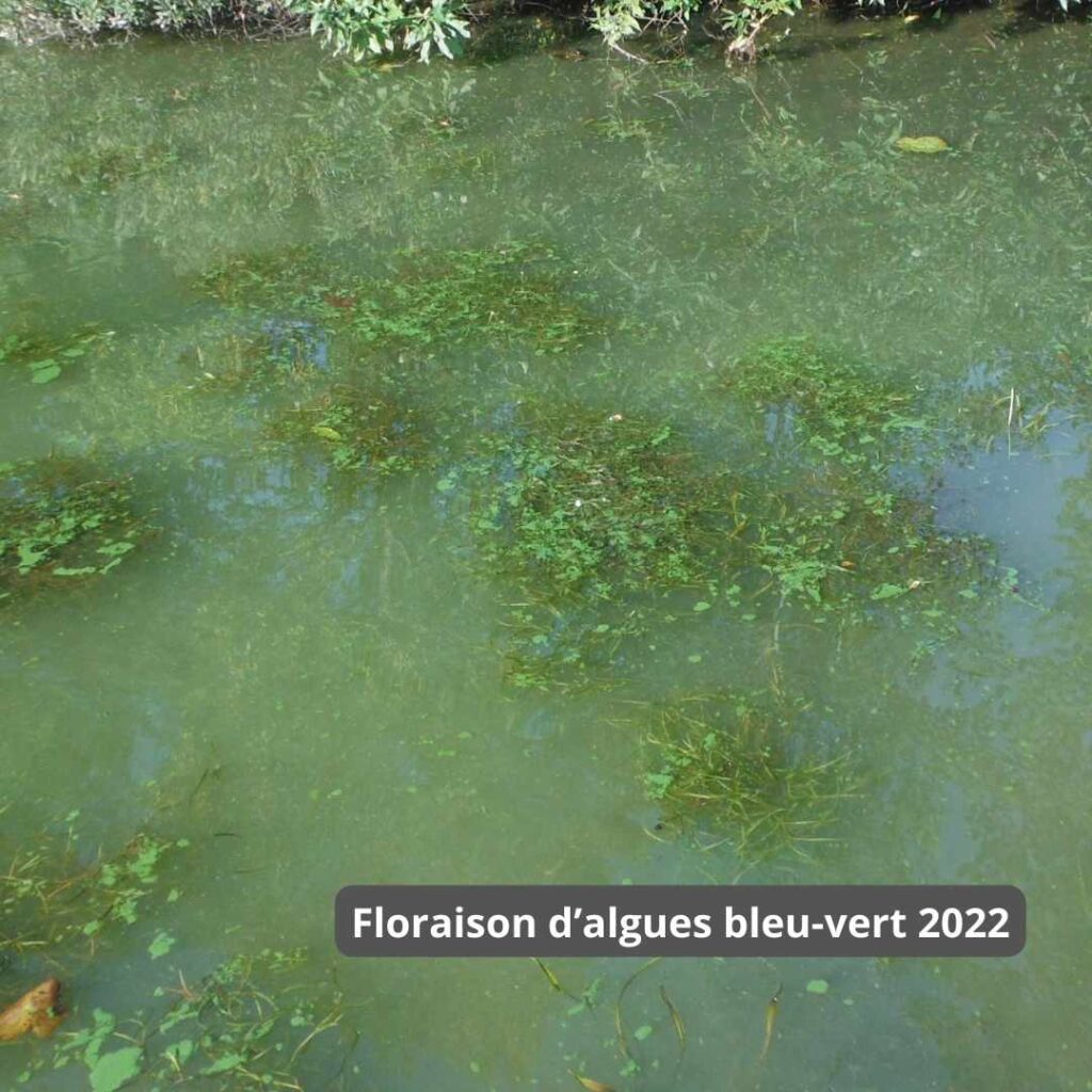 Floraison 2022