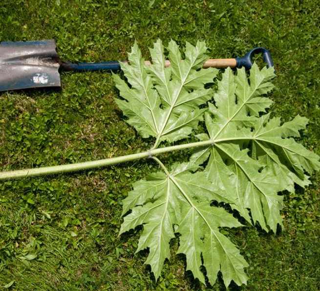 feuille de berce