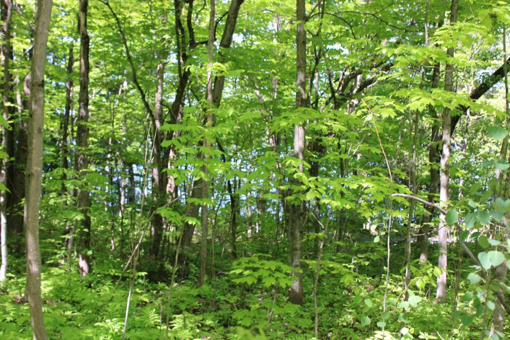 La forêt urbaine du parc Riverain