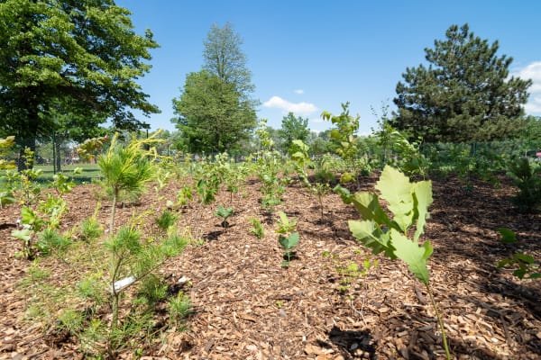 Micro-forêt-école Brébeuf
