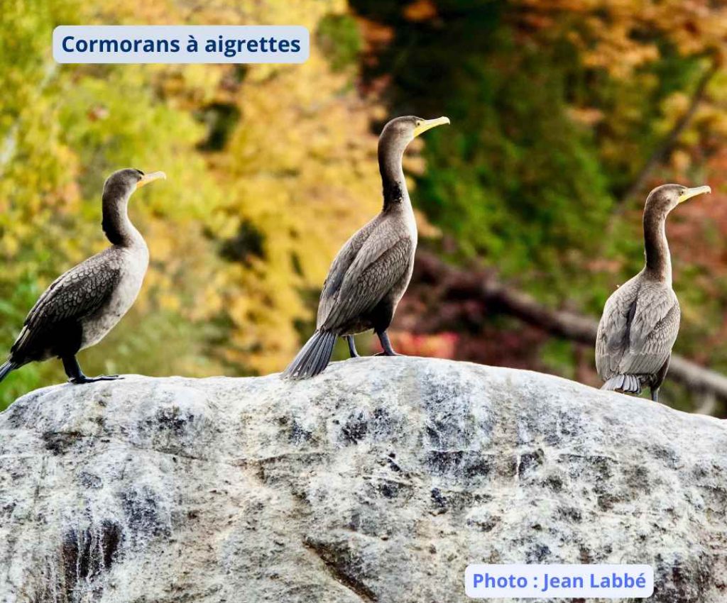 Cormorans